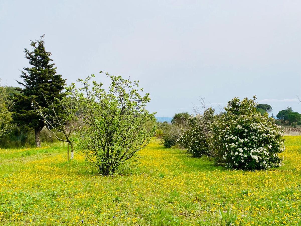 Mas Des Tournevents Bed & Breakfast Lézignan-Corbières Екстериор снимка